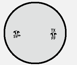 shamir lens blank